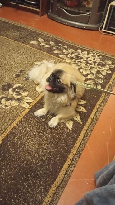 it alanlar: Pekines, 1 il, Erkek, Peyvəndli, Ünvandan götürmə — 1