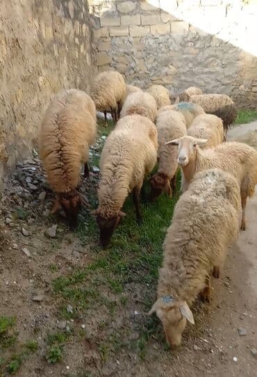 Собаки: BOXAZ QOYUNLAR TEK TEK DƏ SATLIR — 2