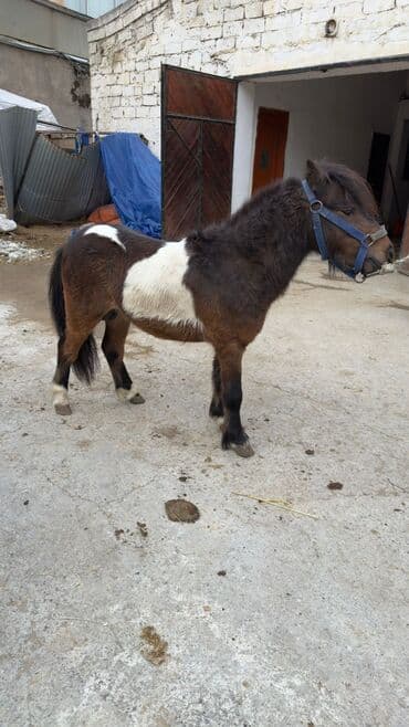dovşan şəkilləri çəkmək: Miniatür poni – rəngli (qara-ağ və qəhvəyi-ağ), qalın yal və quyruqlu — 3