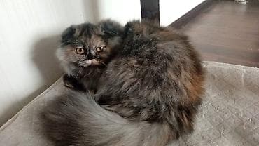 Heyvanlar üçün mallar: Fars, Dişi — 1