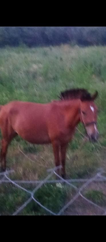 at adları: Qəhvəyi rəngli at/poney - Rəng: tünd qəhvəyi, alında ağ nişan - Növ — 1