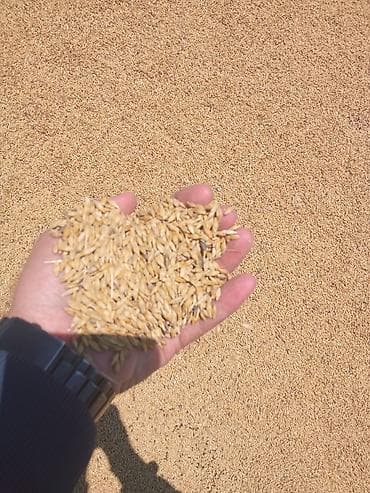 xlorofitum bitkisi: Arpa satışı Neftçala da 70 ton yerində satış qiyməti 30 qəpik real — 1