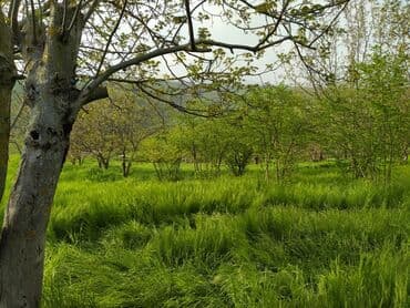 kirayə evlər 2025 sumqayıt: 50 sot, Müqavilə — 2