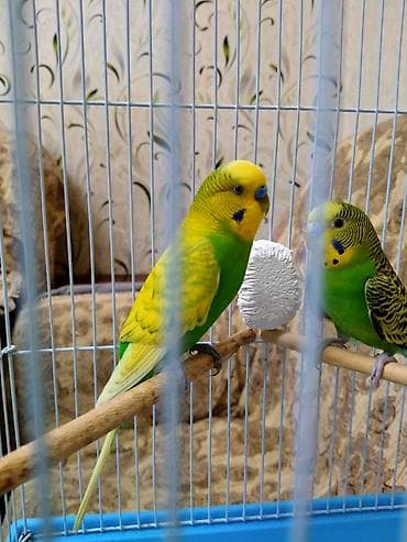 quşlar: Salam. Tam hazir cut papuqaylar satilir. 11 ayliqdilar. Tam bala veren — 3