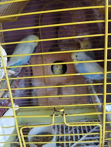 pavlin goyercin satisi: Səsləri xoş, sosial və sakit xasiyyətli ev quşları Mənzildə — 1