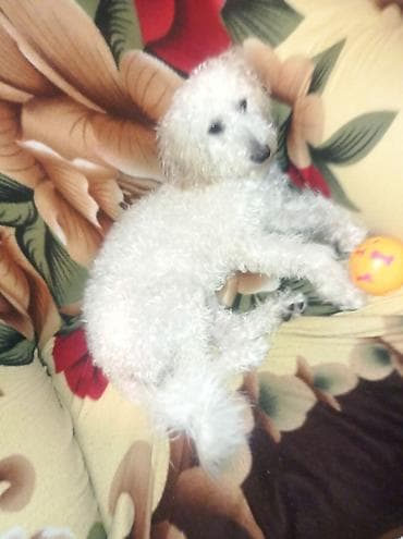 sirin it sekilleri: Pudel, 6 ay, Dişi, Peyvəndli, Ödənişli çatdırılma — 4