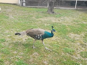 heyvan satışı: Tovuz qusu satilir.Yas yarimliqdir.Cutu 360 m.Real alan olsa — 2