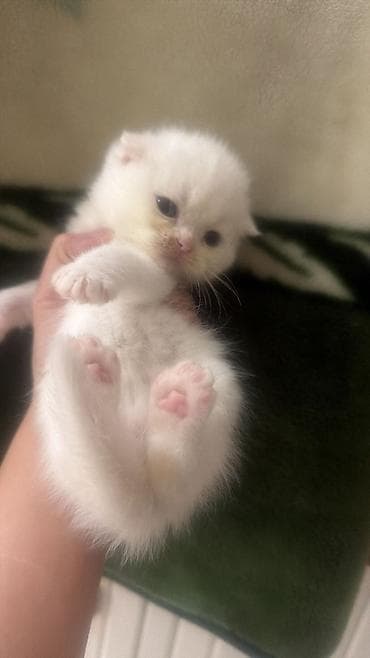 Ağ tüklü, yumşaq xəzli balaca pişik balası. Fotoşəkillərdə göründüyü