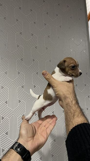 heyvan bazari itler: Cek rassel teryer, 2 ay, Dişi, Ünvandan götürmə — 4