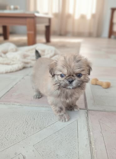 it şəkilləri: Pekines — 1