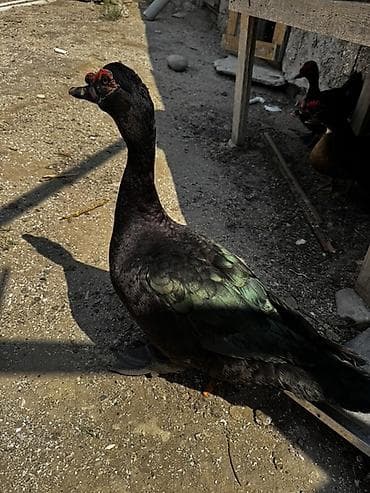 karella quş: Lal ördek, Amerikan sortu Erkek təmiz qan satılır — 1
