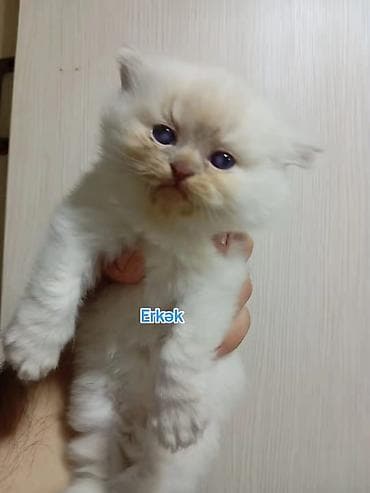 itler pikines type 1: Şotland, Erkək — 7