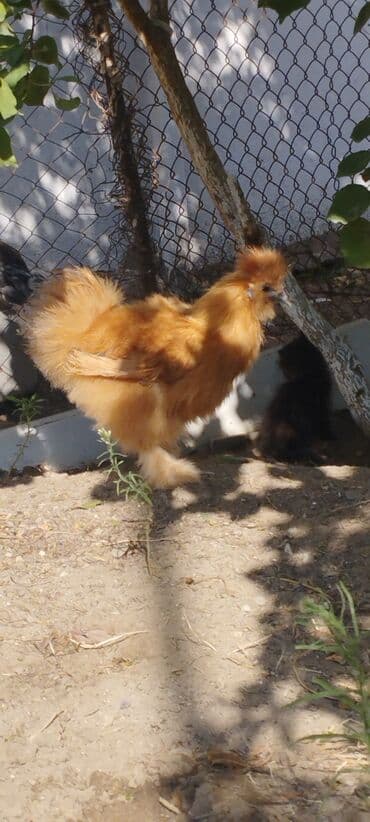 продам собаку доска объявлений: PON POn xoruzu satilir tekce — 9