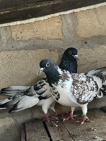 Növ: Göyərçin cütü (bəzək/oyun) Rəng: Qarışıq naxışlı – Qara baş — 1