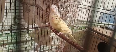 - Məhsul: Dalmatian/quş qəfəslərində olan dalğıçlar – dalğalı