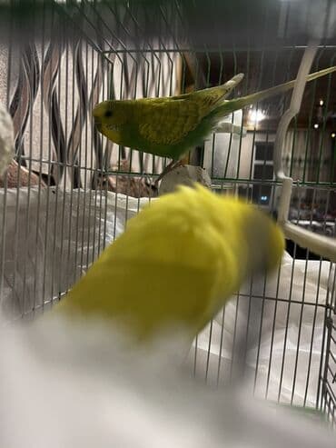 Gəmiricilər: Salam Muhabet qoşdur bir dişi bir Erkekdir qefes yem qabı su qabı — 5