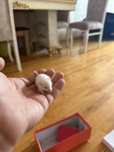 bala doşan: Ağ siçanlar – ev heyvanı kimi saxlanmağa uyğun - Rəng: tam ağ — 1