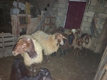 Pişiklər: Erkək, il: 1, 45 kq, Ətlik, Ünvandan götürmə — 1