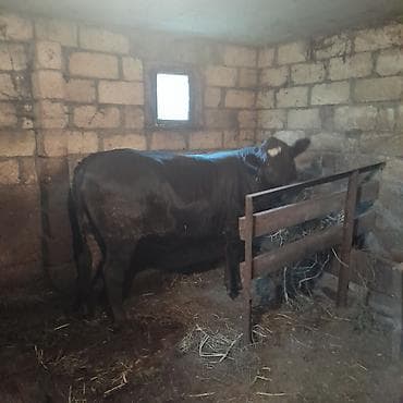 avcarka bala: Qara rəngli cinsdən dönmə dana satılır. - Növ: anqus cinsi mal-qara — 2