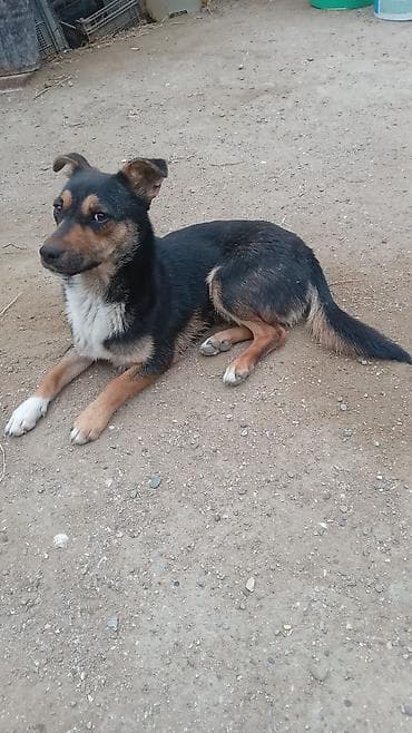 Etrafli melumat ucun zeng — 5