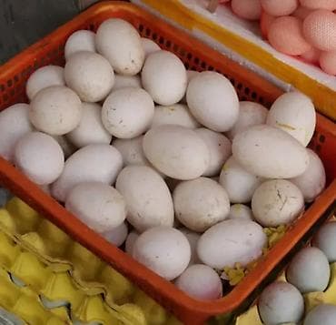 Məhsul: Ördək yumurtası Təsvir: - Ağ qabıqlı, iri ölçülü ördək — 2