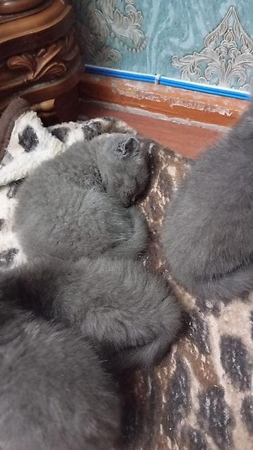 heyvan sahiblendirme: Şotland yastı qulaq — 5