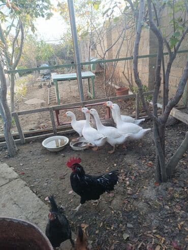 liqorin toyuq: Qaz sürüsü satılır - Fotoşəkillərdə görünən ağ və bir ədəd boz-qara — 1