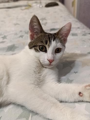 ev pişiklər: Yaxşı əllərə — 2