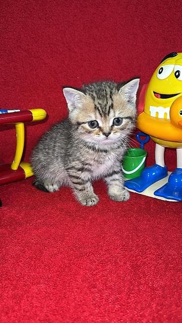 siyamski pişik: Qızıl şinşilla, Erkək, Dişi, Yaxşı əllərə, Ünvandan götürmə, Ödənişli çatdırılma, Rayonlara çatdırılma — 4