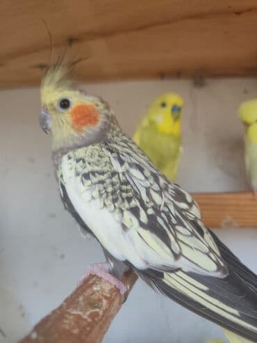 amerika devequsu haqqinda melumat: Bu kakadu növü, açıq sarı başı və xarakterik narıncı yanaq ləkələri — 1