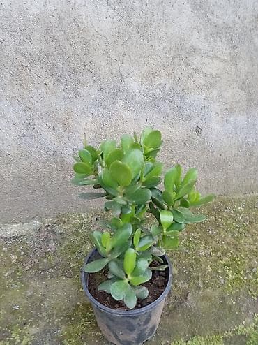 sakura ağacı: Succulent – Pul Ağacı (Crassula ovata) - Qalın, ətli, parlaq-yaşıl — 1