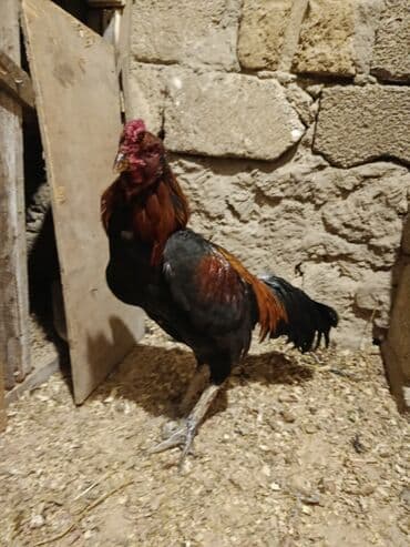 Gəmiricilər: Xoruz, il: 1, Ödənişli çatdırılma — 4