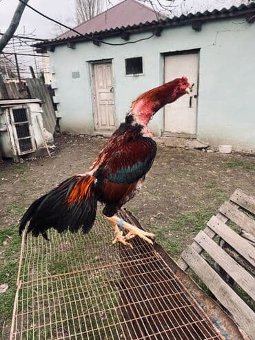 ev quşları haqqında qısa məlumat: Heyratı xoruz satılır real alıcılar əlaqə saxlasın — 1