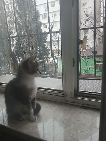 pişik sumkası: Pişik 5 aylıqdır, erkəkdi çox mehribandı.Yemeyi baxımı hər şeyinə — 4