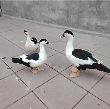 bala ordek: Muscovy (lal ördək) sortları Təmiz orijinal damazlıqlardan alınma — 5