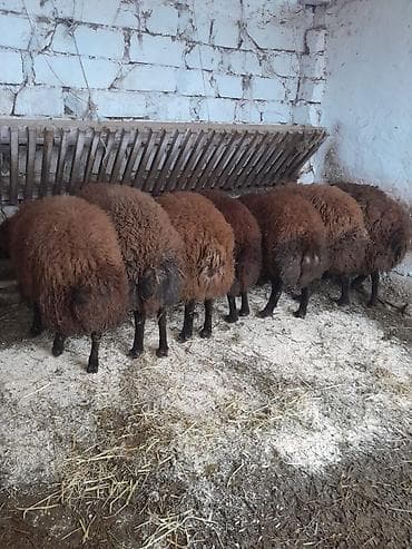 Quşlar: Qoyun sürüsü – Qala cinsi erkek Lerik satılır damazlıq - Şəkillərdə — 2