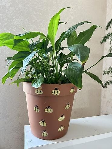 otaq gullerinin adlari: Otaq bitkiləri kolleksiyası – dekorativ saksılarla - Chamaedorea — 3