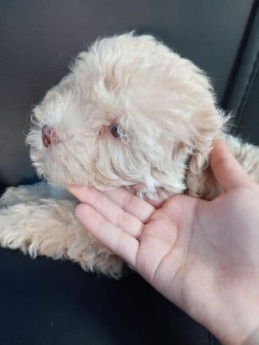 Pudel, 2 ay, Erkek, Pulsuz çatdırılma
