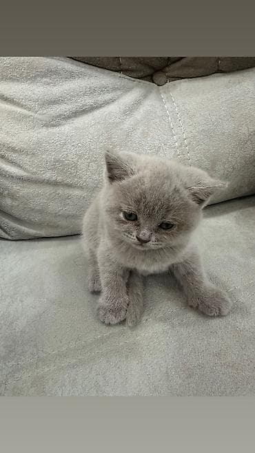 siam pişiyi: Britan — 5