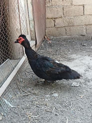 Kənd təsərrüfatı quşları: Erkək, | Lal ördək, Damazlıq — 2