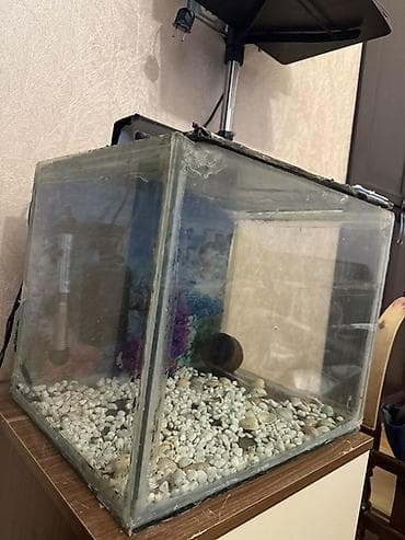 nemo baliq: Dördbucaq akvarium, Boş, 42 l — 3