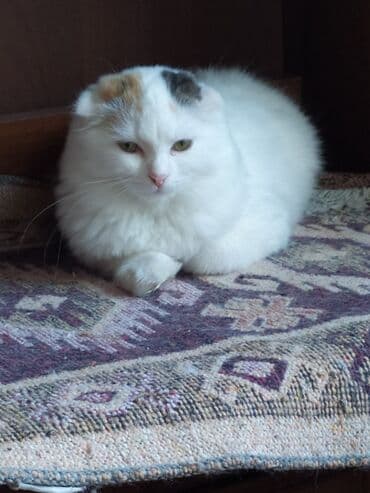 pişik şekileri: Şotland yastı qulaq, Yaxşı əllərə — 7