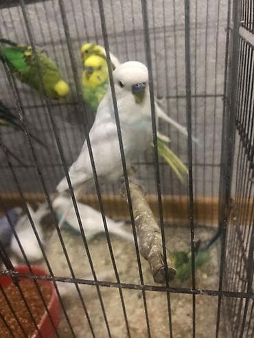 en ucuz itler: Məhsul: dalmatin və klassik rəng çeşidlərində dalğıç (budaqcıq) — 1