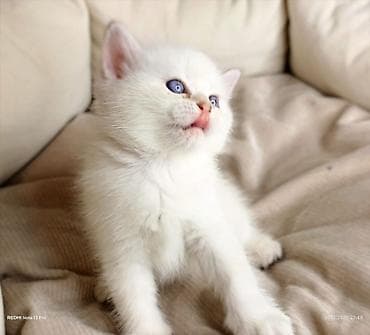 pişik balasi: Britan — 6