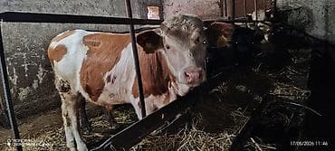 xudat heyvan satışı: 7 aylıq saf qan simmental erkək. Dana ətliyə satılmır təqribən 300 kq — 5