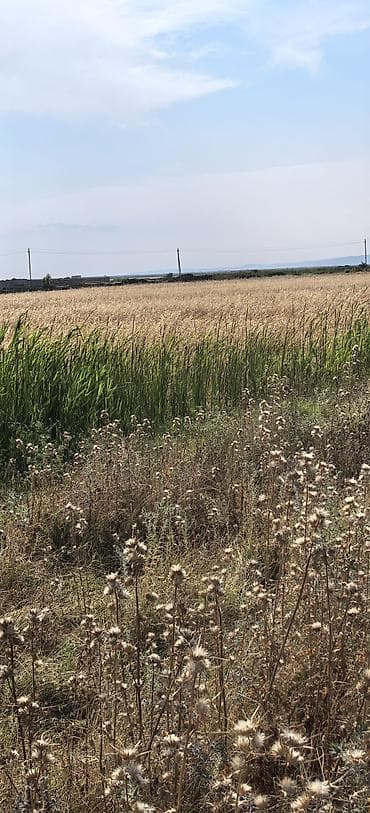 qara torpaq ve peyin: Arpa satılır. hələ biçilməyib, təxminən 12-15 ton məhsul olacaq in şə — 3