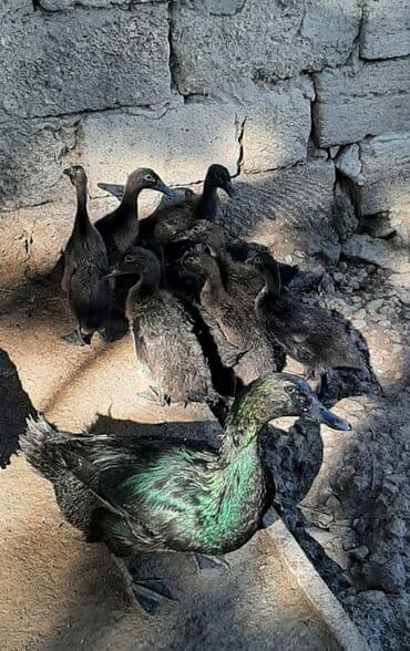 pinqvin ördək: Kayuqa ördəkləri, orjinal sort.Barter də olar. Saxlamaq üçün hazır — 8