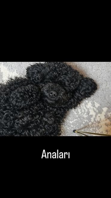 mini doberman: Pudel, Peyvəndli — 1