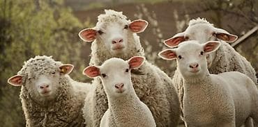 Salam fermiya işçi lazmdi qoyuna baxlacaq is. hovsan da di Şerait var