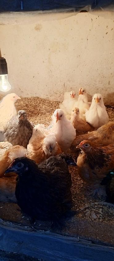 golden retriver it: Toyuq cücələri, Damazlıq — 3